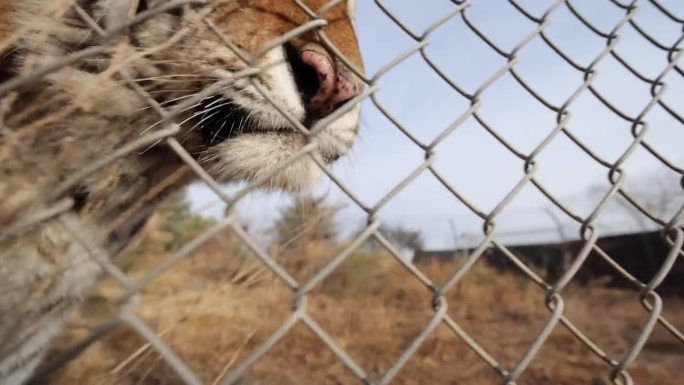 老虎沿着野生动物保护区的围栏散步，相机拍下了它