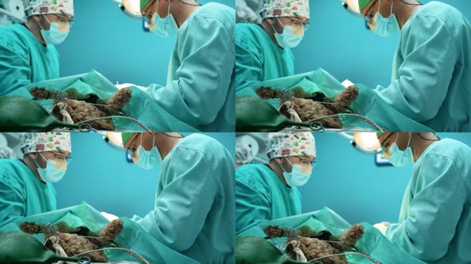 宠物狗手术医治做手术动手术