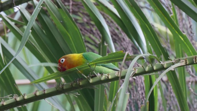 MO Fischer的爱鸟(Agapornis fischeri)