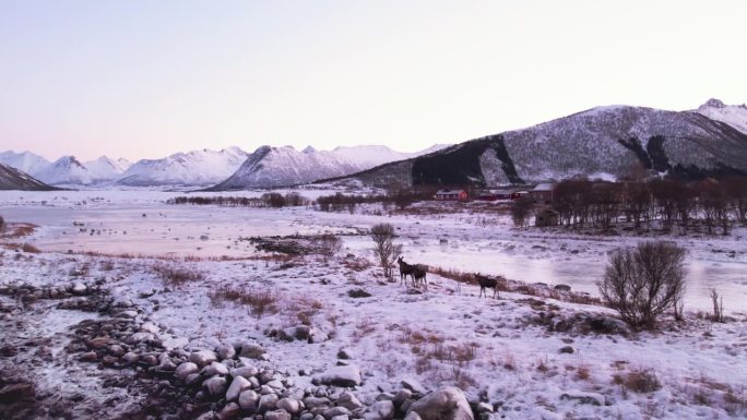 一群驼鹿沿着挪威的冬季风景行进
