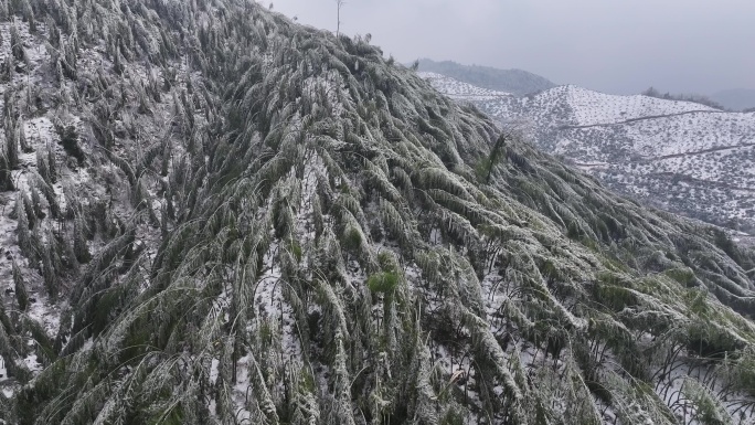 寒潮冷空气冰冻倒春寒竹山竹林竹海冻雨雾凇