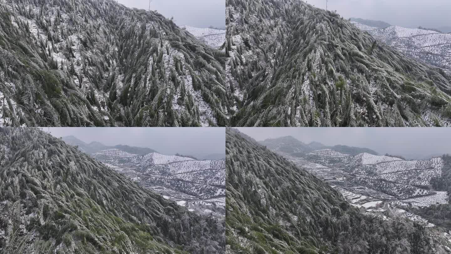 寒潮冷空气冰冻倒春寒竹山竹林竹海冻雨雾凇