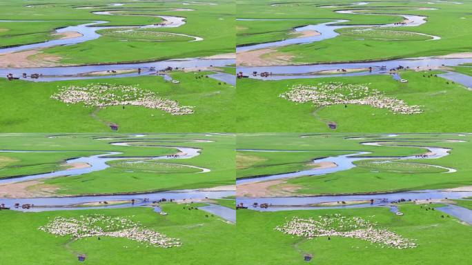 牛羊成群的呼伦贝尔莫日格勒河