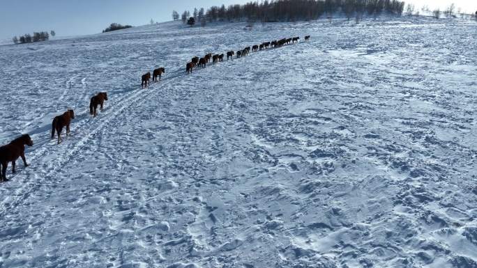 冬季牧场雪地马群