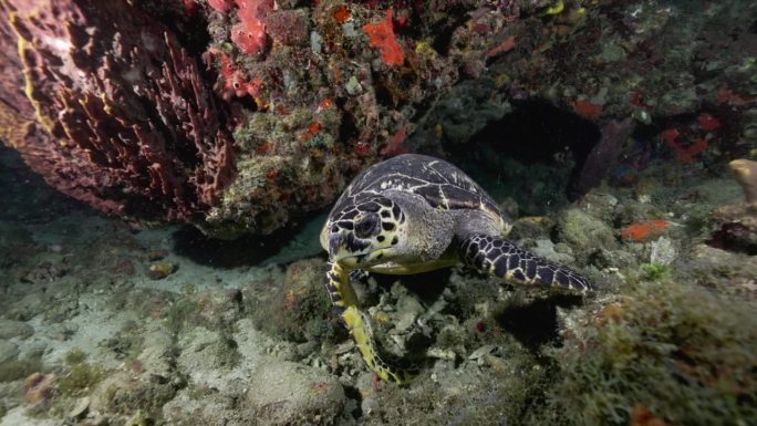 在加勒比海温暖的水域，一只绿海龟在夜间潜水时从潜水员身边游开。用佳能R5 4K相机拍摄。