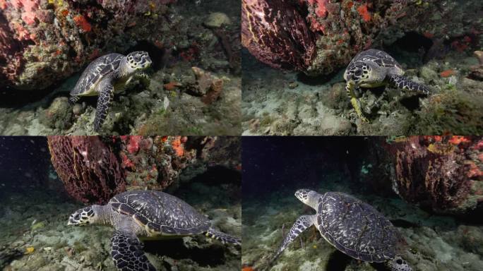 在加勒比海温暖的水域，一只绿海龟在夜间潜水时从潜水员身边游开。用佳能R5 4K相机拍摄。