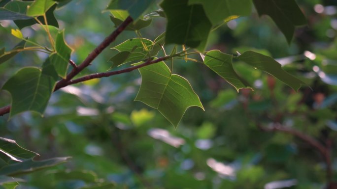 绿叶随风飘动