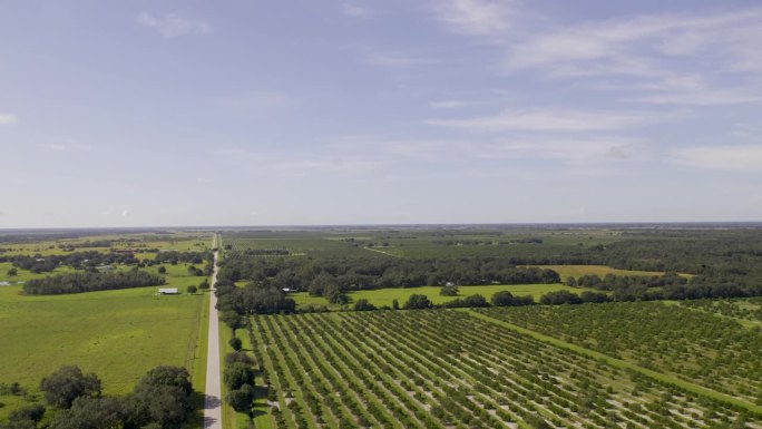 佛罗里达州橘子农场的鸟瞰图