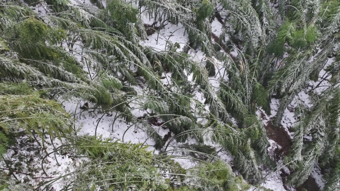 寒潮冷空气冰冻倒春寒竹山竹林竹海冻雨雾凇