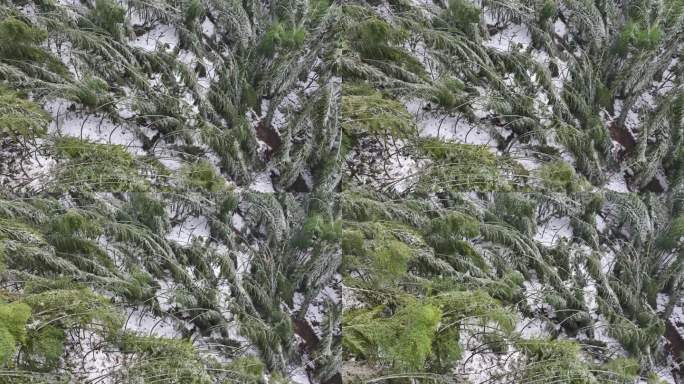 寒潮冷空气冰冻倒春寒竹山竹林竹海冻雨雾凇