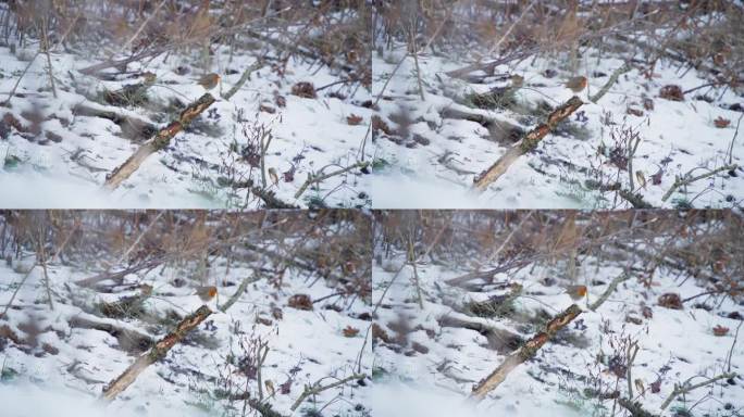 知更鸟栖息在白雪皑皑的冬日森林里干燥的树枝上，飞翔着。