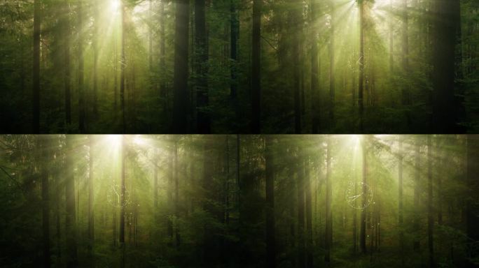 森林中的阳光与动画时钟概念生态。