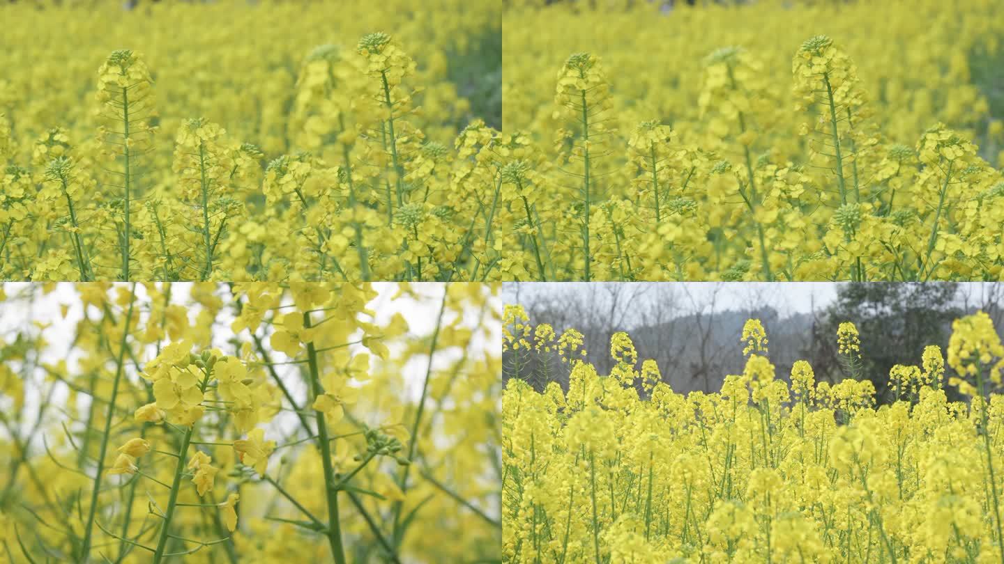 油菜花   春天 运动