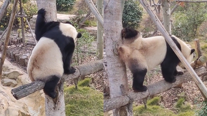 大熊猫爬树 大熊猫叫声 国宝大熊猫 竖版