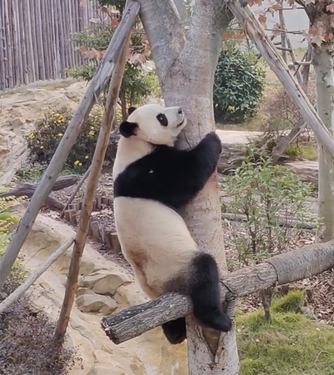 大熊猫爬树 大熊猫叫声 国宝大熊猫 竖版