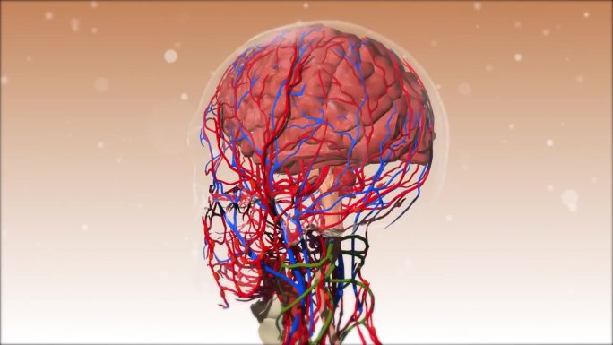 从一个三维的人头到一个在突触中有神经元的大脑