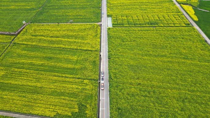 航拍四川德阳广汉高坪镇西高万亩油菜花基地