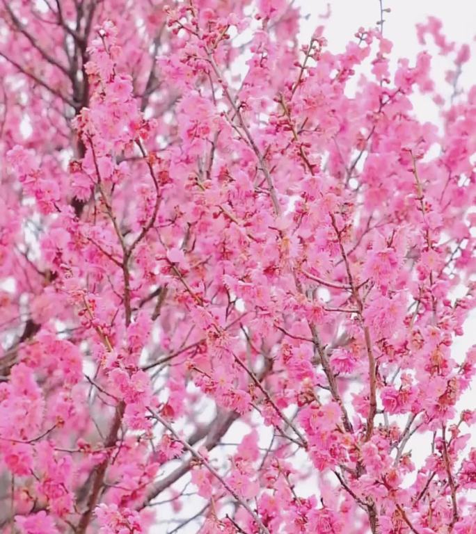 梅花花枝风中摇曳