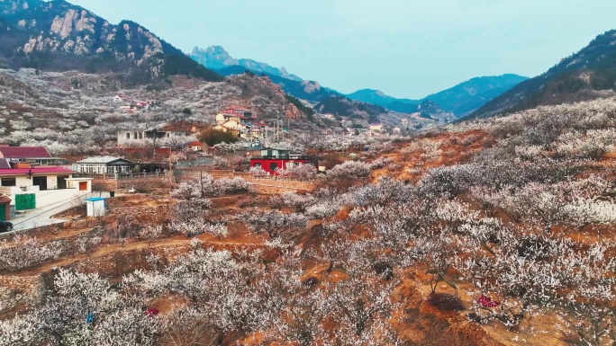 山东青岛崂山春天开完樱桃花的山坡