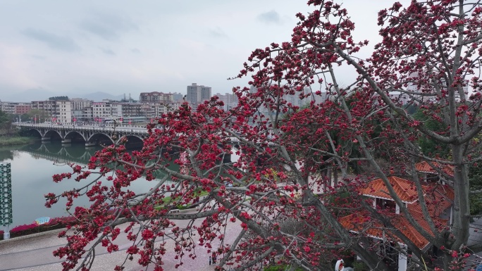 中国广东省广州市从化区街口木棉花