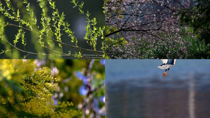 春暖花开河岸柳绿水鸟