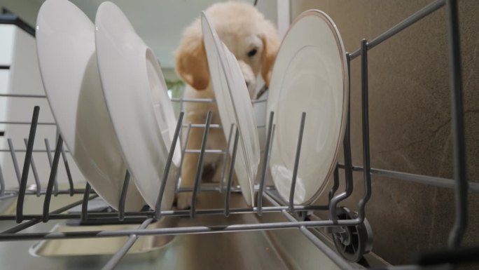 金毛猎犬小狗吃并舔洗碗机里的残羹剩饭。