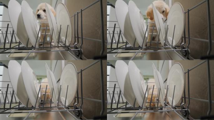 金毛猎犬小狗吃并舔洗碗机里的残羹剩饭。