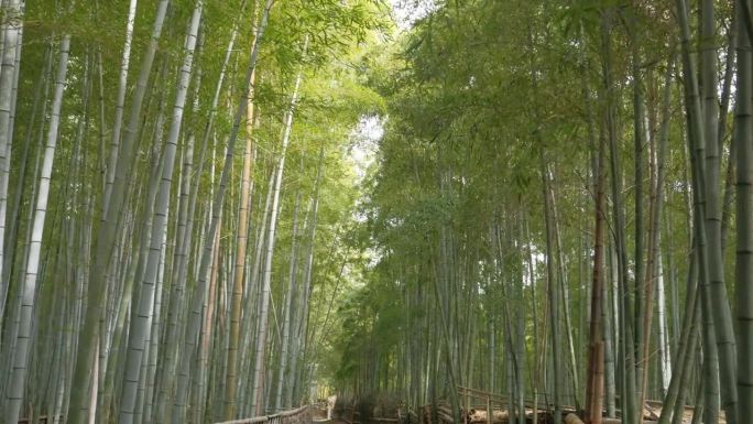 春天繁茂的京都竹林