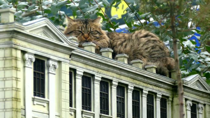 一只猫在公园里一座小房子的屋顶上休息