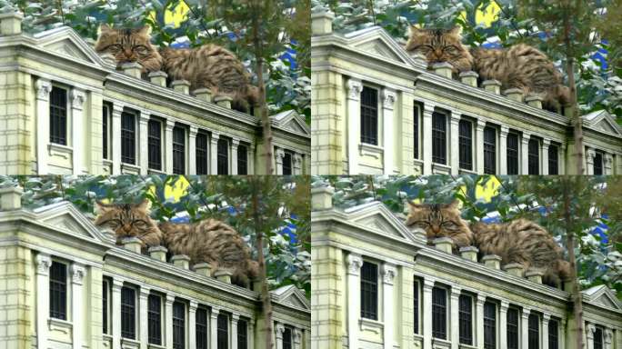 一只猫在公园里一座小房子的屋顶上休息