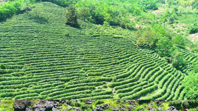 【可商用】陕南高山富硒茶园 采茶 制茶