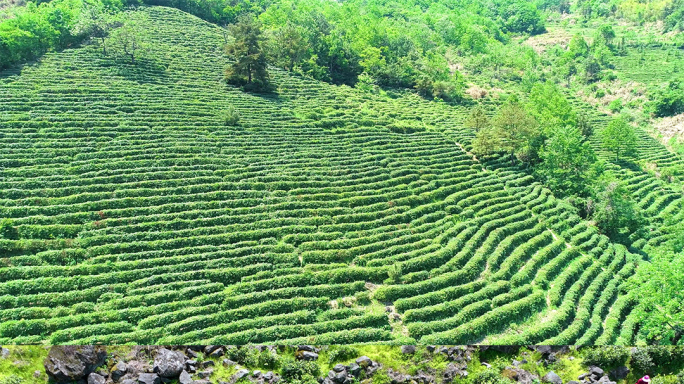 【可商用】高山富硒茶园 采茶 制茶