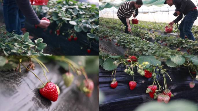 实拍草莓园摘草莓特写
