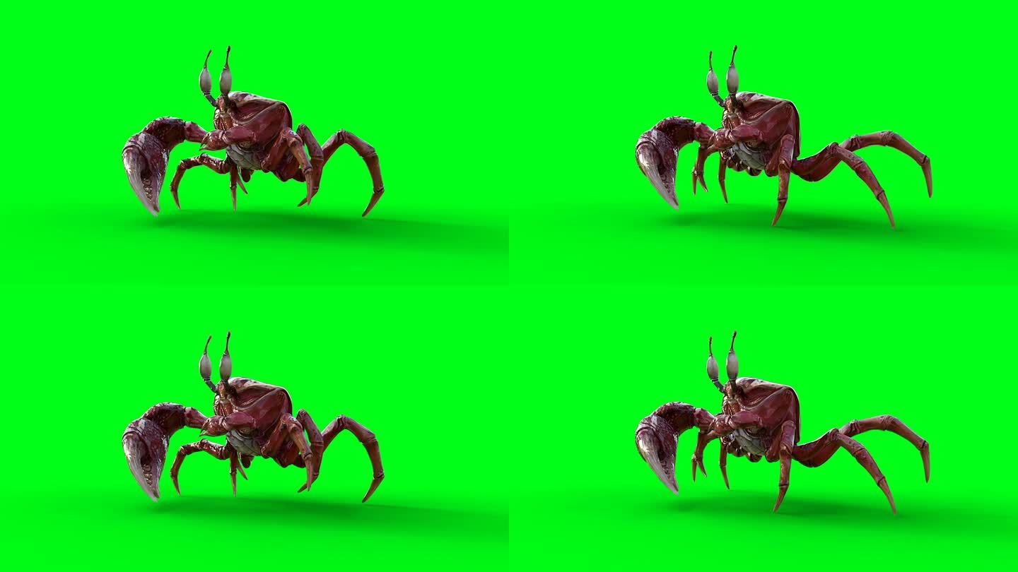 蟹行走。绿屏4k动画。