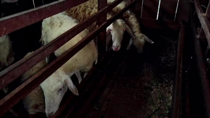 山羊或绵羊是四足反刍动物，毛发浓密，用于农业生产，以获取毛发、肉和奶。