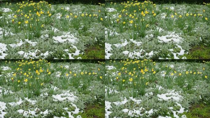 黄色的郁金香和白雪下的拜占廷斯。春天突然下起了雪。花坛草坪设计。郁金香郁金香属植物百合科。石菖蒲属，