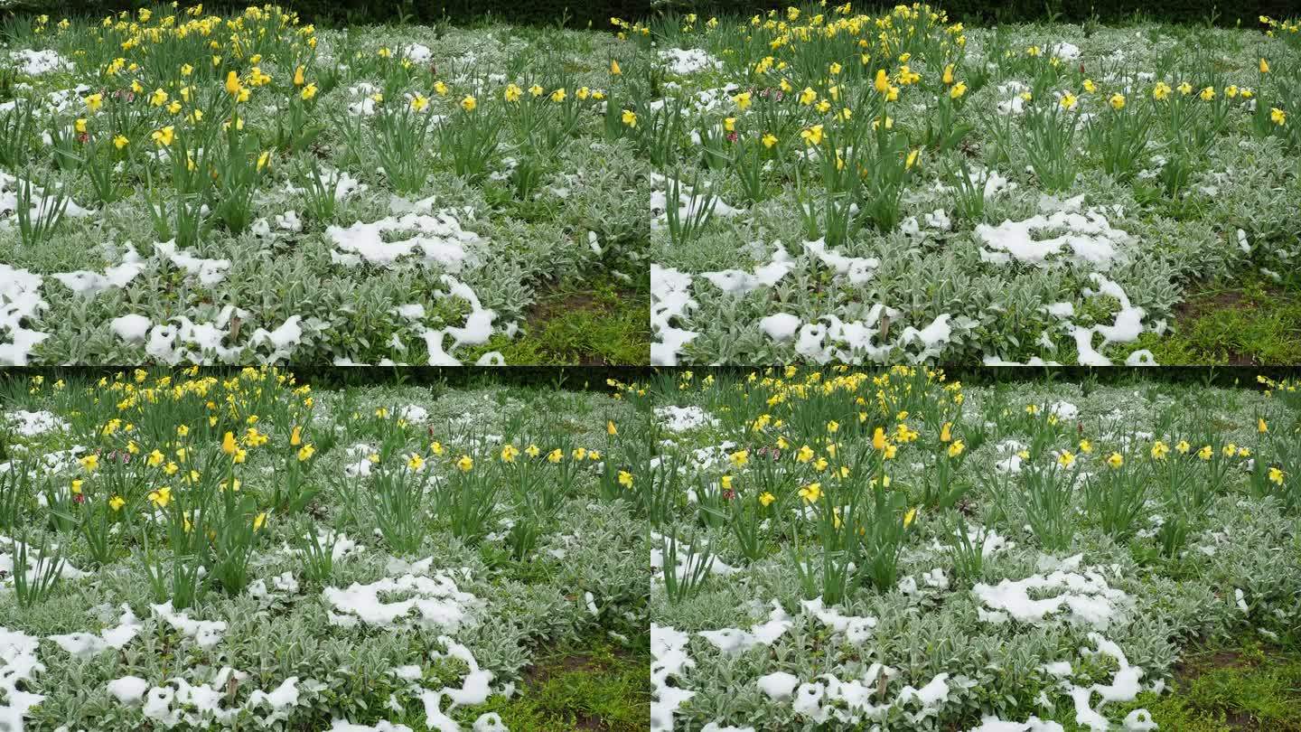 黄色的郁金香和白雪下的拜占廷斯。春天突然下起了雪。花坛草坪设计。郁金香郁金香属植物百合科。石菖蒲属，