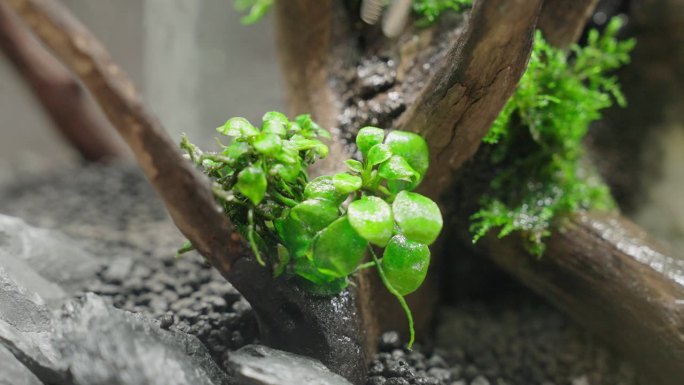 用钳子在槽内种植水生植物