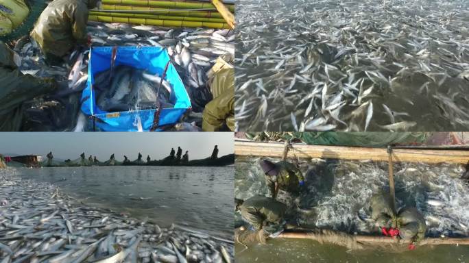 航拍渔民丰收大型捕捞养殖农业农村冬季捕鱼