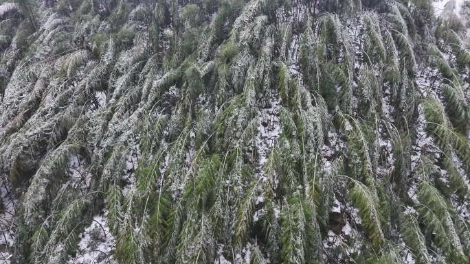 寒潮冷空气冰冻倒春寒竹山竹林竹海冻雨雾凇