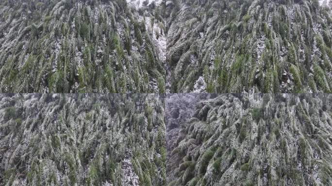 寒潮冷空气冰冻倒春寒竹山竹林竹海冻雨雾凇