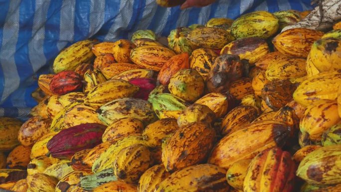 可可工厂将大量成熟的可可豆荚或黄色可可果实送到巧克力工厂，采摘可可水果农业，4k视频