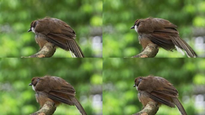 一只野生白喉笑鸫的特写镜头，白喉笑鸫栖息在树枝上，羽毛膨胀，脖子上的羽毛严重脱落。