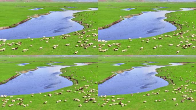莫尔格勒河边的羊群