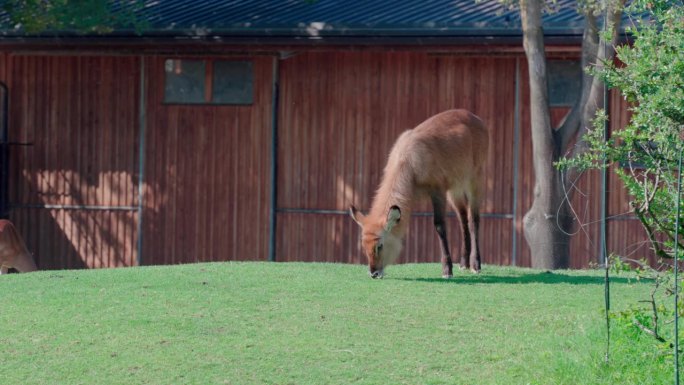 在动物园木棚前的草地上吃草的羚羊