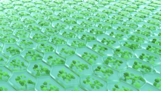 植物细胞叶绿体微观三维动画素材