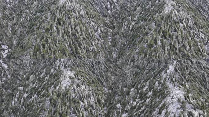 寒潮冷空气冰冻倒春寒竹山竹林竹海冻雨雾凇