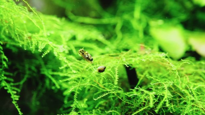 淡水矮河豚鱼在水族植物水族箱中吃壳