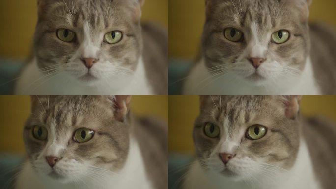 猫眼睛看着相机近距离拍摄，家猫肖像