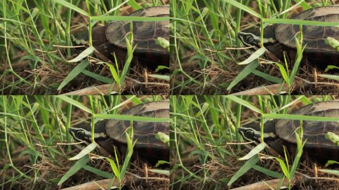 草丛中吃蜗牛的湄公河龟特写。Malayemys Subtrijuga在泰国。
